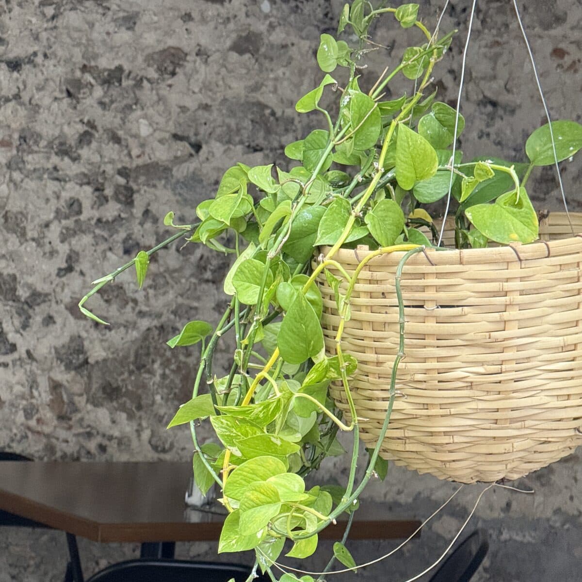 Una planta colgante en canasta de mimbre cayendo sobre el muro de cantera